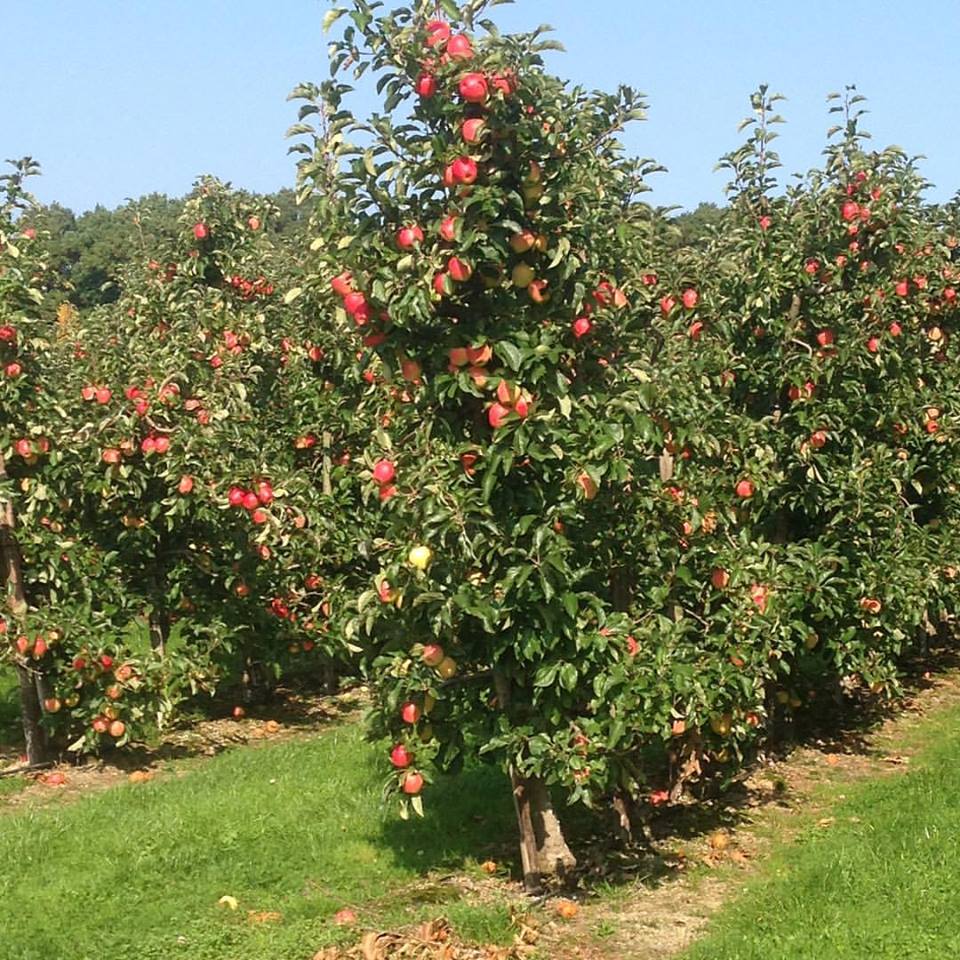 Apfel-Pflaumenkompott (ohne Zucker)