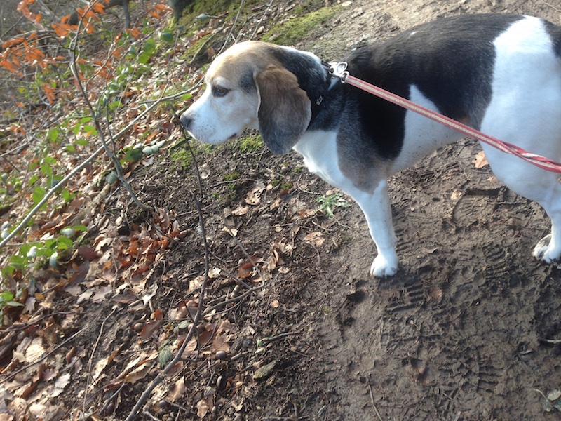 Der beste Neujahrsvorsatz ist: sei mehr wie ein Beagle